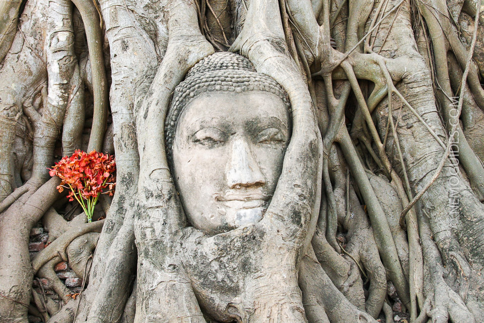 Holy banyan tree is embracing a broken Buddha statue's head head in Ayutthaya.