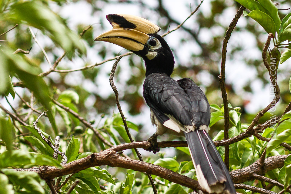 Hornbills can be seen in Panka Bay in the mornings and evenings – from the terrace of the guesthouse!