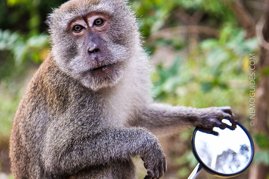 This monkey took charge of a motorbike in the parking of Lanta National Park.