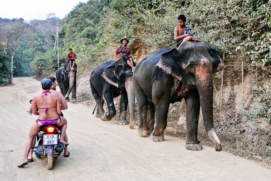 Ko Lanta is best explored by a motorbike. Watch out for elephants on the road! 