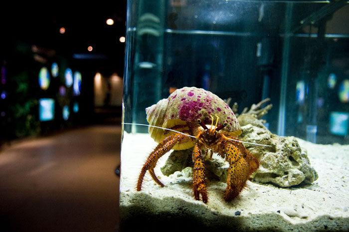 Hermit crab in the Siam Ocean World Aquarium.