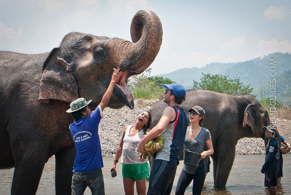 thaimaa paras norsuleiri