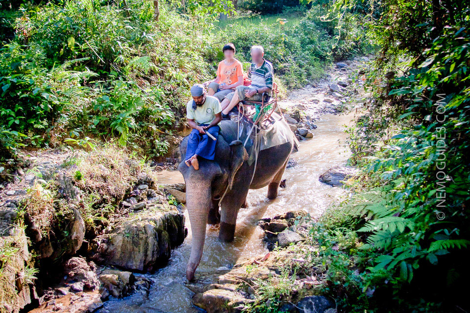 norsu ratsastus thaimaa