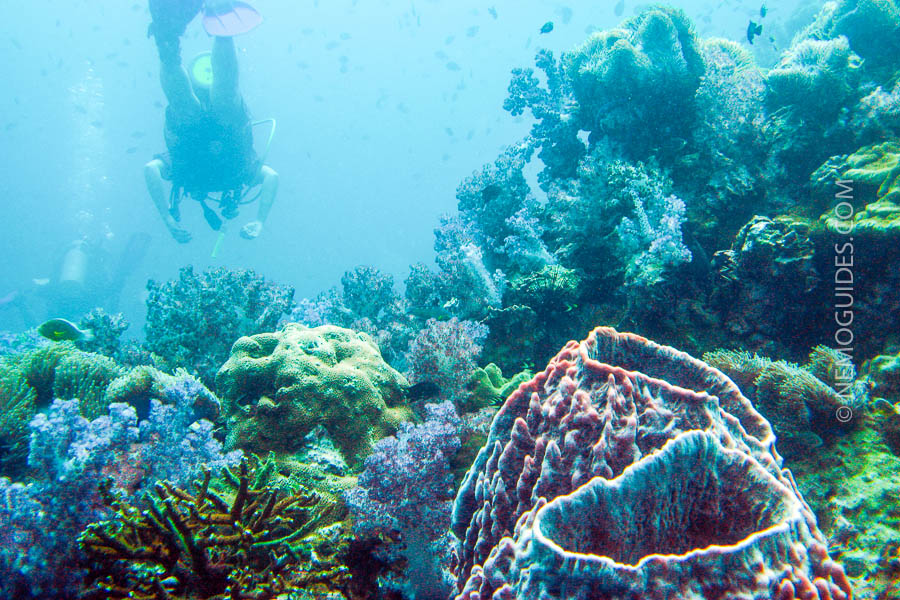 diving-ko-phi-phi-corals