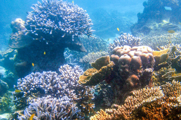 Thailand’s Top 5 Snorkeling Places – Nemo Guides