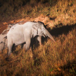 Khao Yai elephants