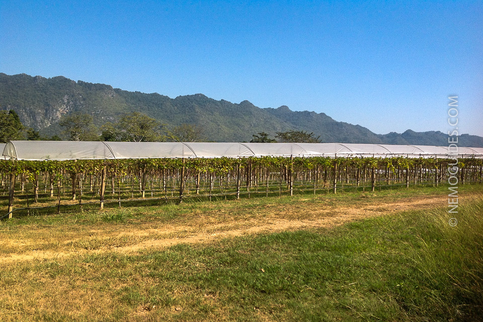 The wineyards with Khao Yai's mountains as the backdrop.