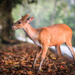 Khao Yai National Park