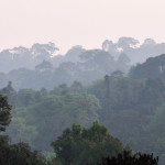 Khao Yai National park jungle