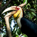 khao yai hornbill