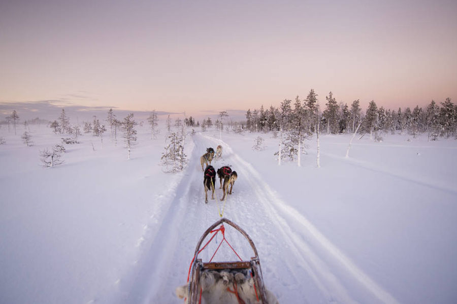 Kids will love the interaction with huskies on a dog ledge ride in Lapland. Photo: Eeva Mäkinen
