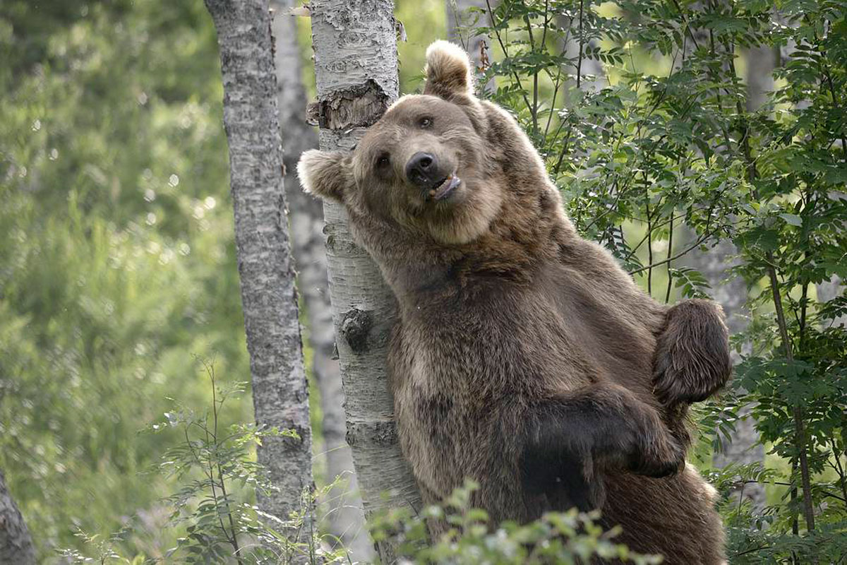 Seeing a bear in wild is an unforgettable experience! Photo: Matthieu Ever