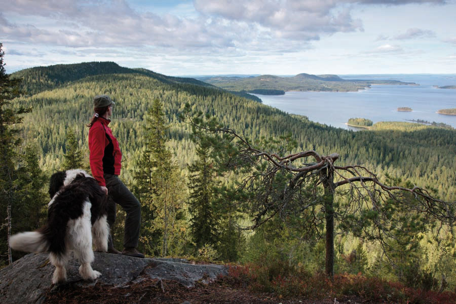 Sceneries of Koli Hill and Lake Pielinen have a special place in Finnish hearts. Photo: Tea Karvinen